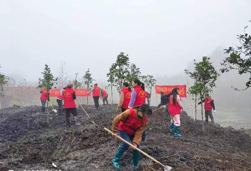 义务植树添新绿,不负春光正当时_邵阳头条网