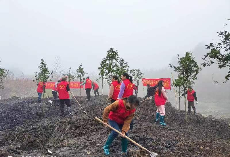 义务植树添新绿，不负春光正当时_邵商网