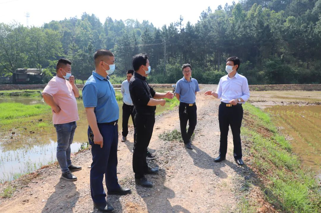 坚决扛稳粮食安全重任|刘文伟调研督导粮食生产工作_邵阳头条网