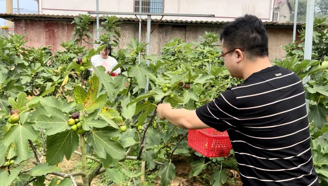 乡村振兴看双清｜两塘村：无花果结成“致富果” 产业发展铺成“致富路”_邵阳头条网
