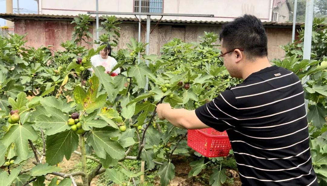 乡村振兴看双清｜两塘村：无花果结成“致富果” 产业发展铺成“致富路”_邵商网