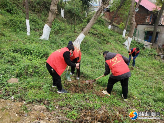 双清区汽车站街道开展义务植树活动(图1)