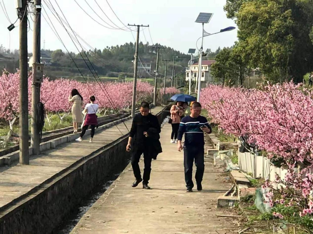 双清区渡头桥镇：加快集体经济发展，助力乡村振兴战略全面推进(图2)